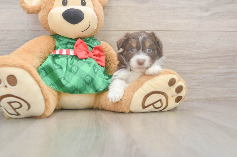 5 week old Mini Aussiedoodle Puppy For Sale - Windy City Pups