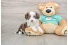 Small Mini Aussiedoodle Baby