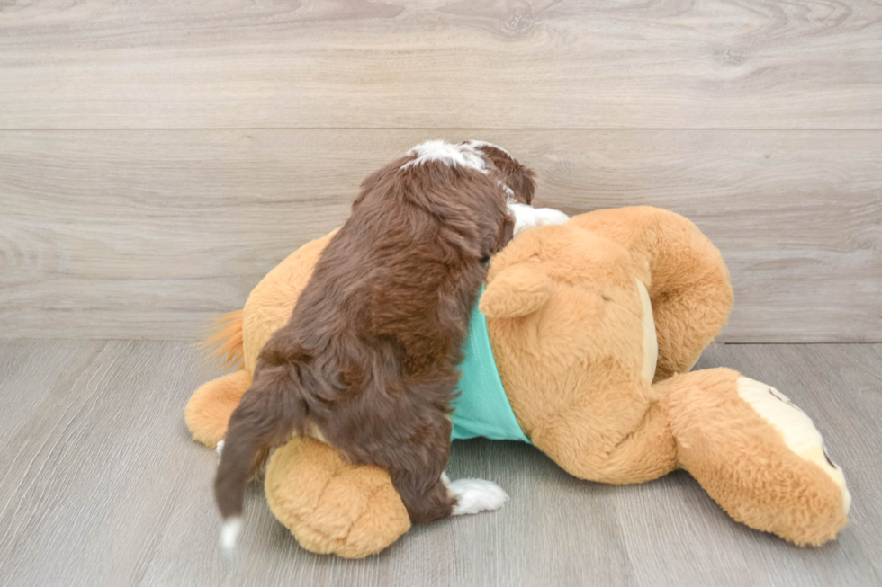 Sweet Mini Aussiedoodle Baby