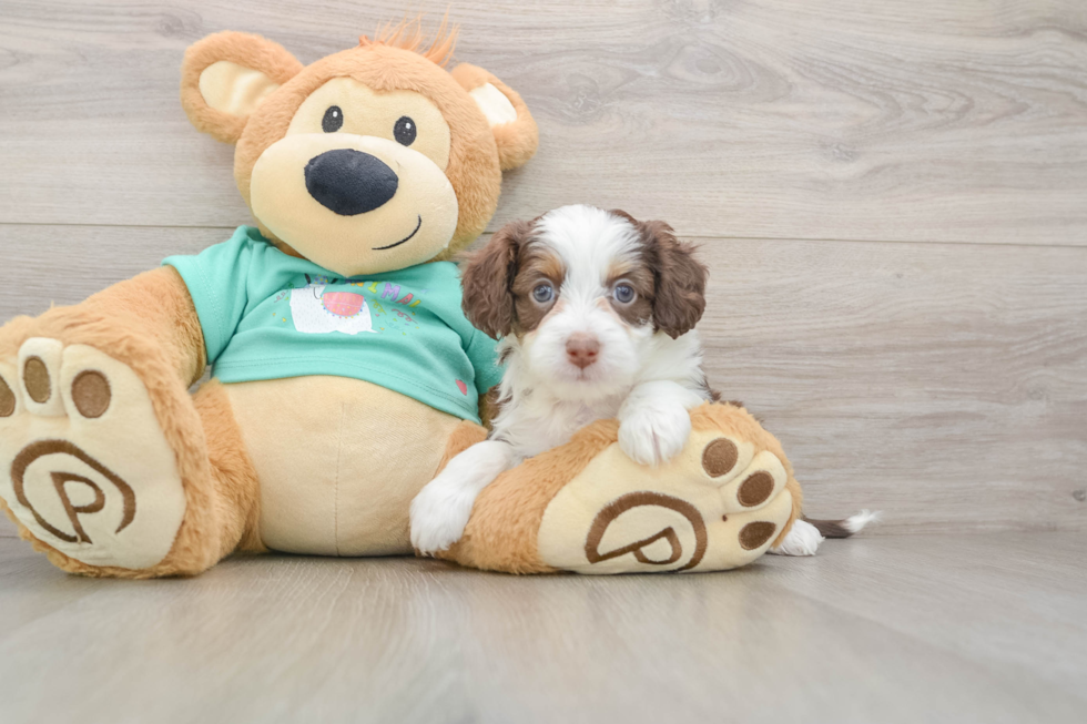 Mini Aussiedoodle Pup Being Cute