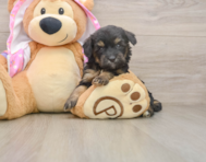 8 week old Mini Aussiedoodle Puppy For Sale - Windy City Pups