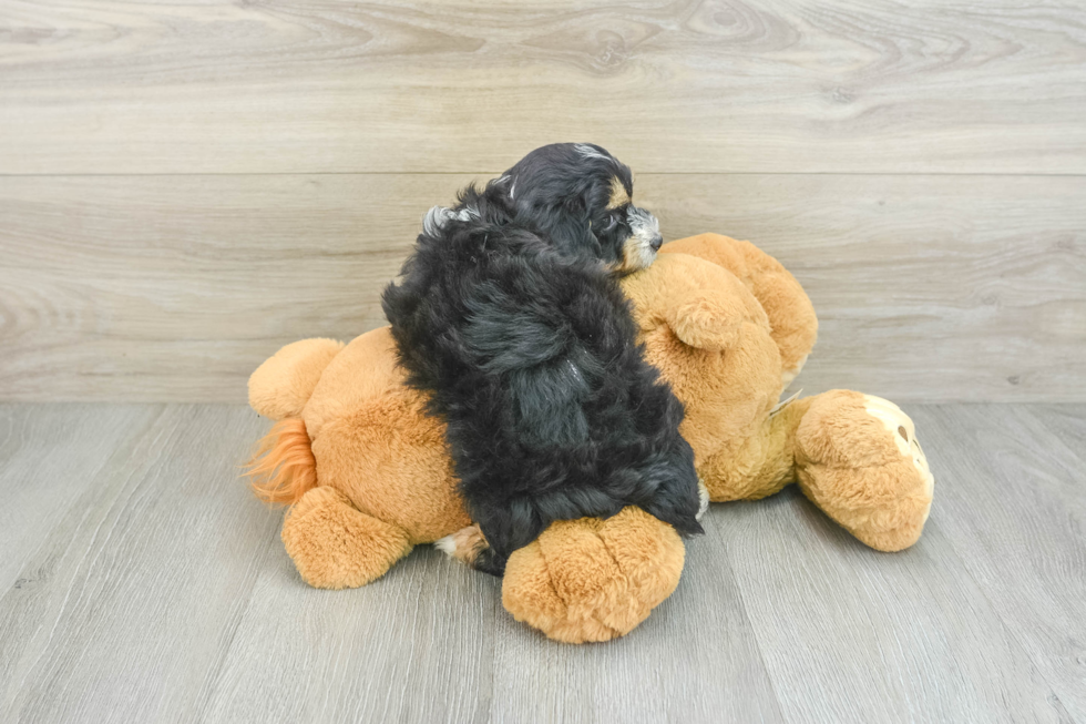 Little Mini Aussiepoo Poodle Mix Puppy