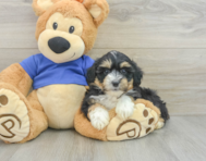 6 week old Mini Aussiedoodle Puppy For Sale - Windy City Pups