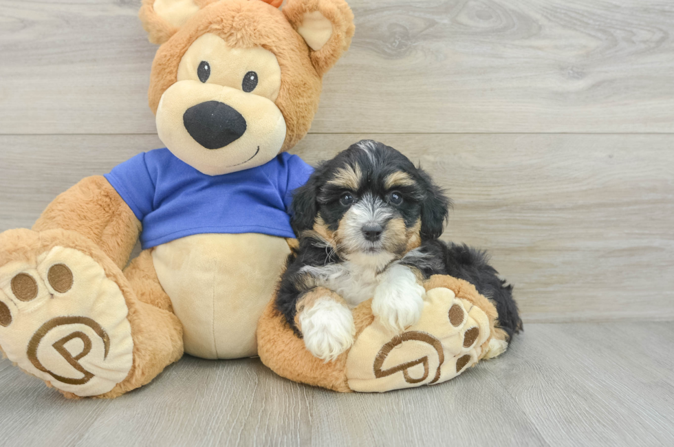 6 week old Mini Aussiedoodle Puppy For Sale - Windy City Pups