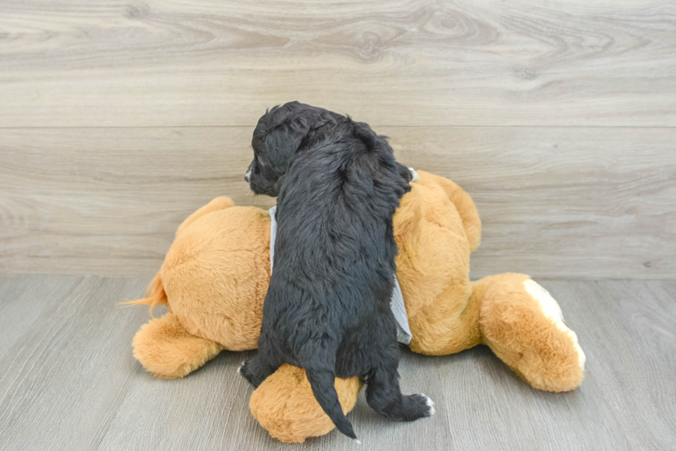 Cute Mini Aussiedoodle Baby