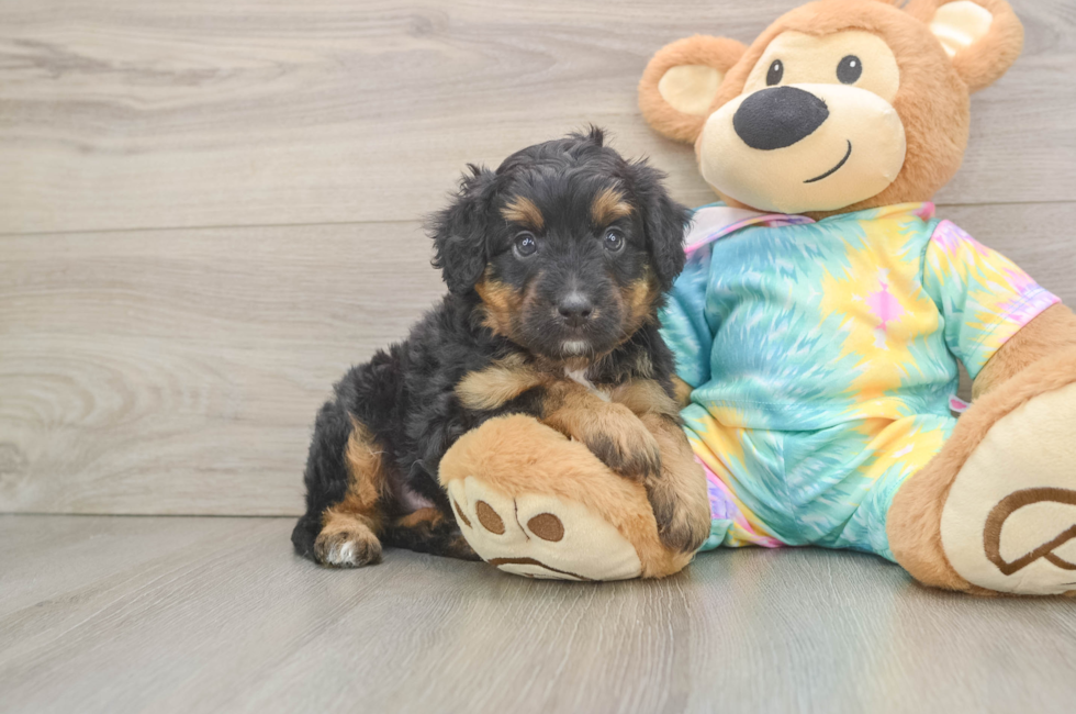 5 week old Mini Aussiedoodle Puppy For Sale - Windy City Pups