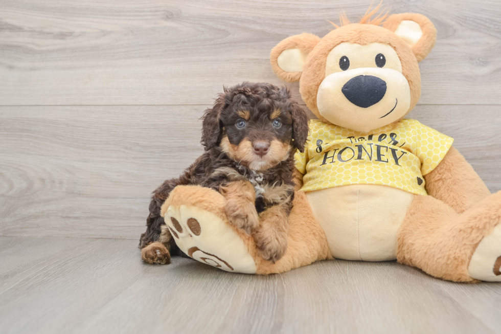 Cute Mini Aussiedoodle Baby