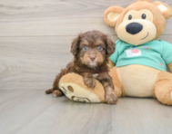 8 week old Mini Aussiedoodle Puppy For Sale - Windy City Pups