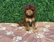 10 week old Mini Aussiedoodle Puppy For Sale - Windy City Pups