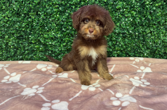 Mini Aussiedoodle Puppy for Adoption