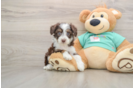 Energetic Aussie Poo Poodle Mix Puppy