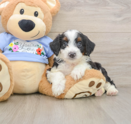 8 week old Mini Aussiedoodle Puppy For Sale - Windy City Pups