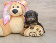 8 week old Mini Aussiedoodle Puppy For Sale - Windy City Pups
