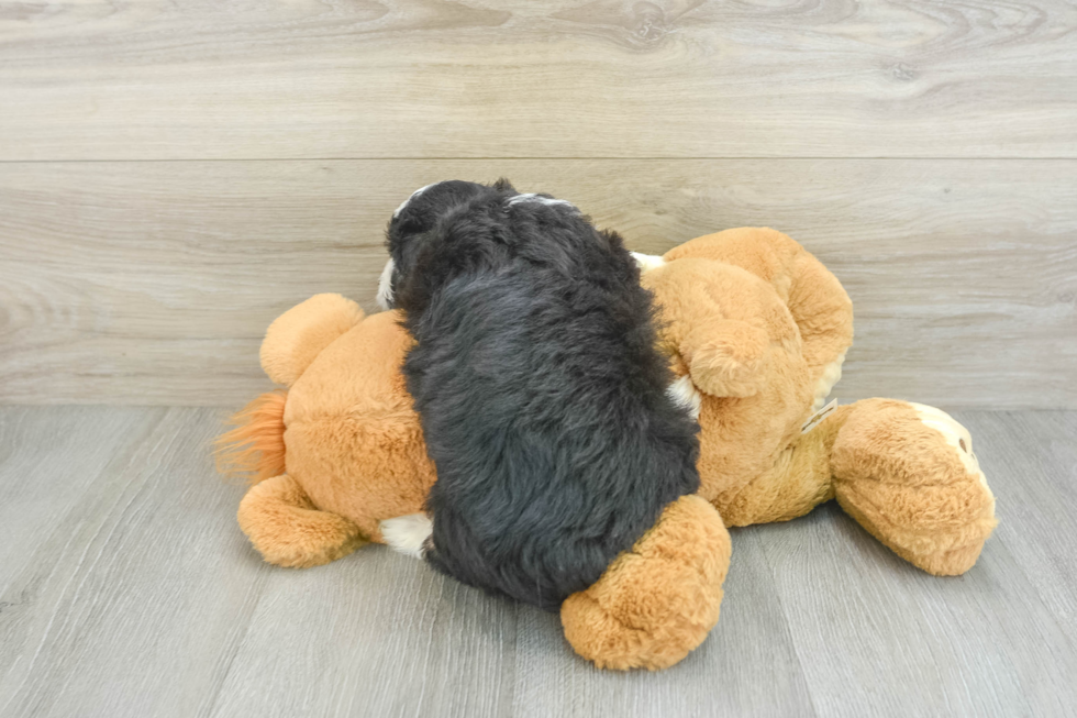 Petite Mini Aussiedoodle Poodle Mix Pup