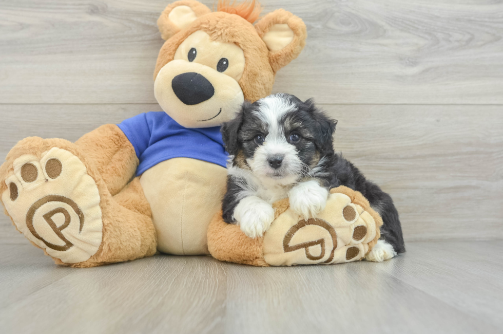 6 week old Mini Aussiedoodle Puppy For Sale - Windy City Pups