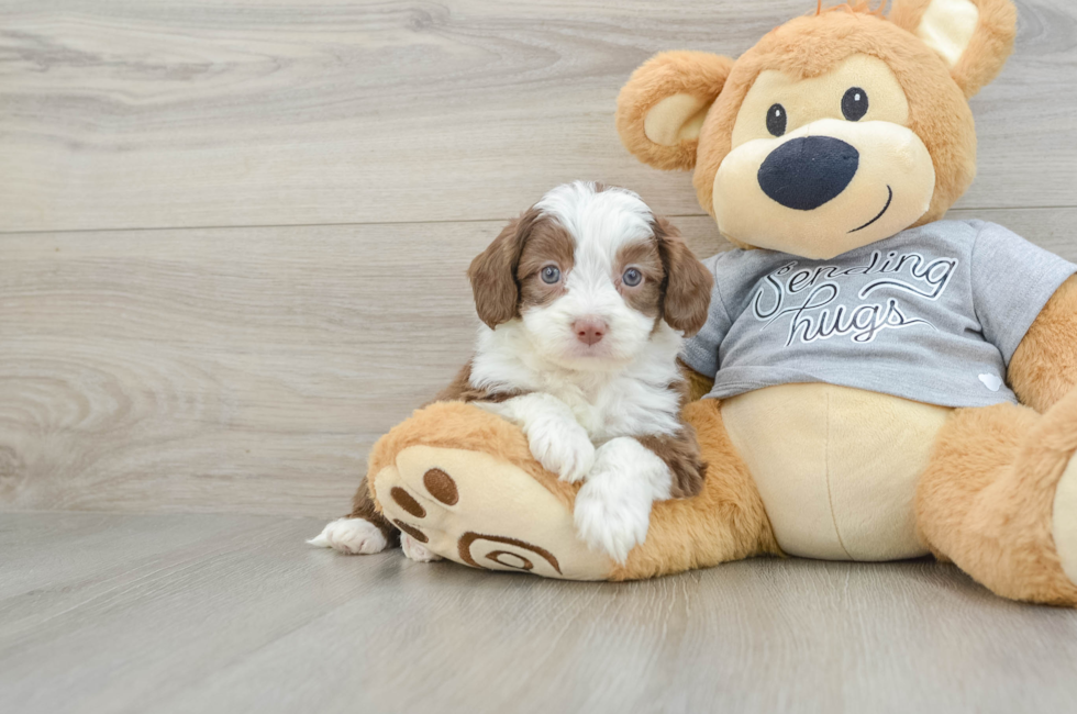 5 week old Mini Aussiedoodle Puppy For Sale - Windy City Pups