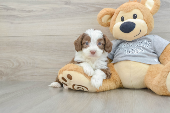 Best Mini Aussiedoodle Baby