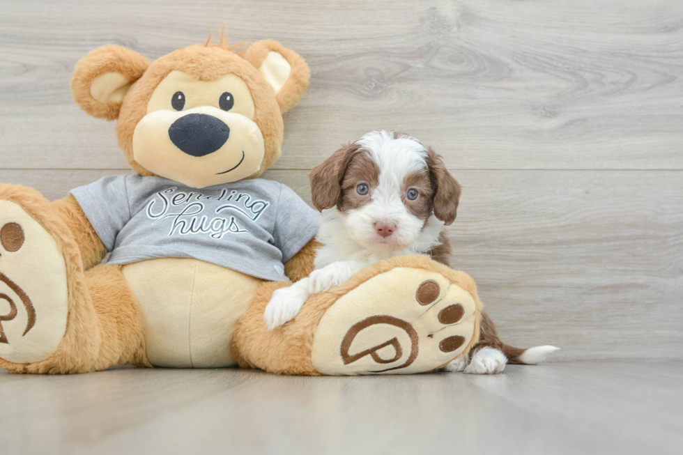 Energetic Aussie Poo Poodle Mix Puppy