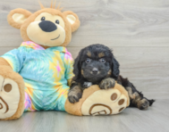 7 week old Mini Aussiedoodle Puppy For Sale - Windy City Pups