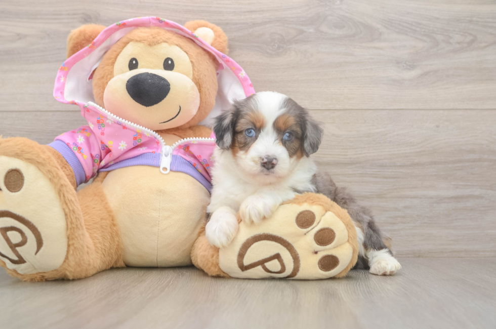 5 week old Mini Aussiedoodle Puppy For Sale - Windy City Pups