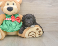 7 week old Mini Aussiedoodle Puppy For Sale - Windy City Pups