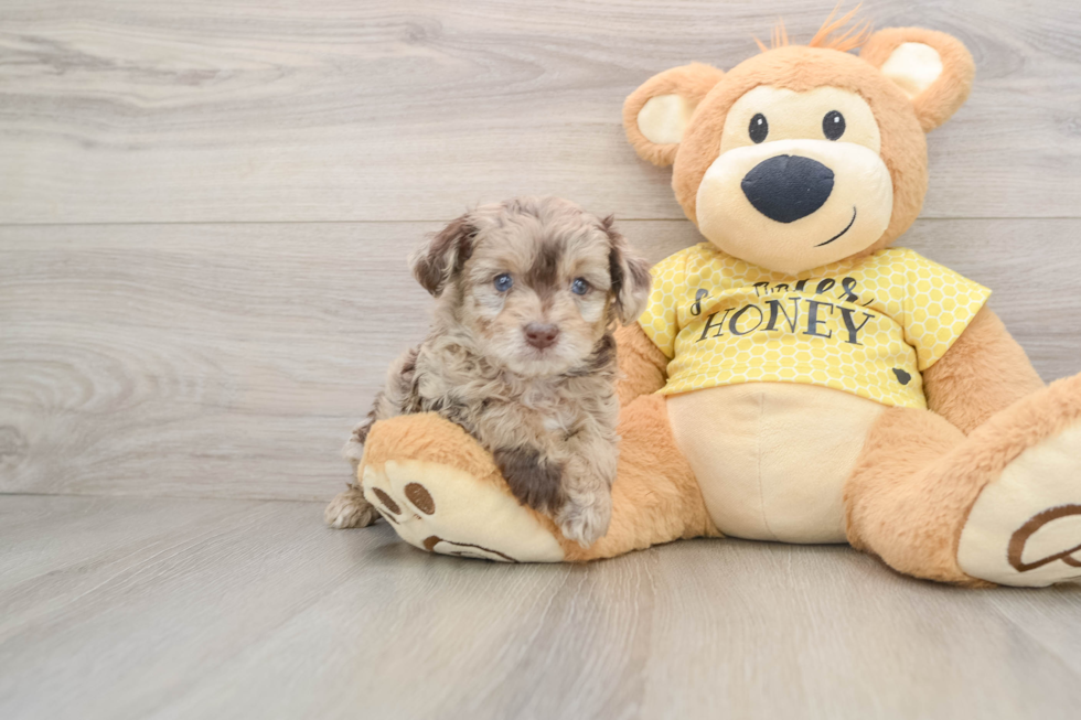 Small Mini Aussiedoodle Baby