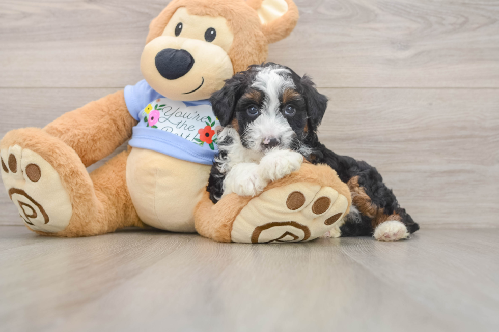 Sweet Mini Aussiedoodle Baby