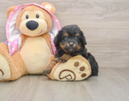 8 week old Mini Aussiedoodle Puppy For Sale - Windy City Pups