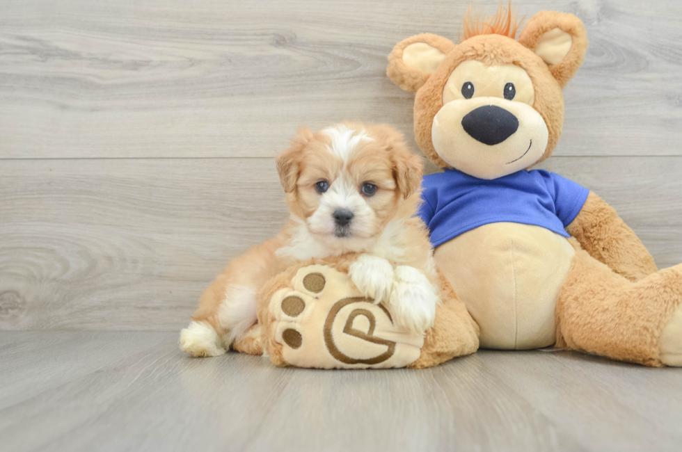 6 week old Mini Aussiedoodle Puppy For Sale - Windy City Pups