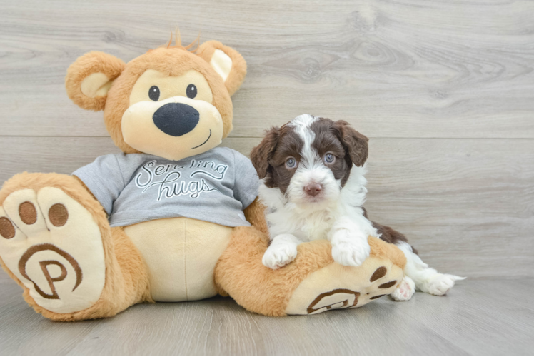 Mini Aussiedoodle Pup Being Cute