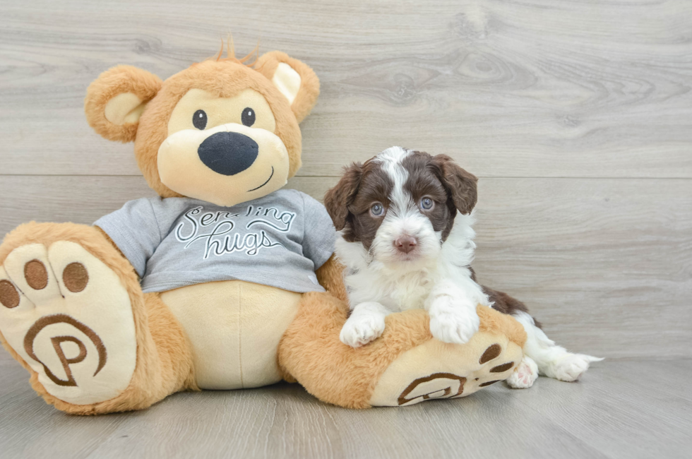 5 week old Mini Aussiedoodle Puppy For Sale - Windy City Pups