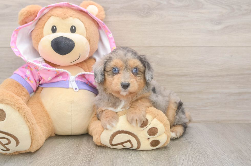 5 week old Mini Aussiedoodle Puppy For Sale - Windy City Pups