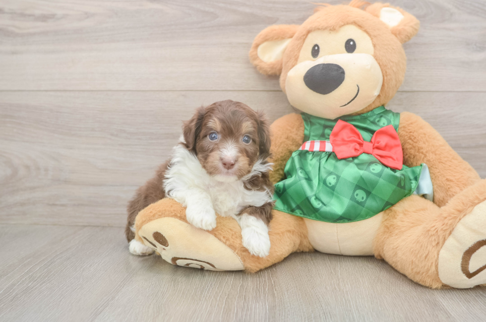 5 week old Mini Aussiedoodle Puppy For Sale - Windy City Pups