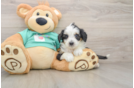 Best Mini Aussiedoodle Baby
