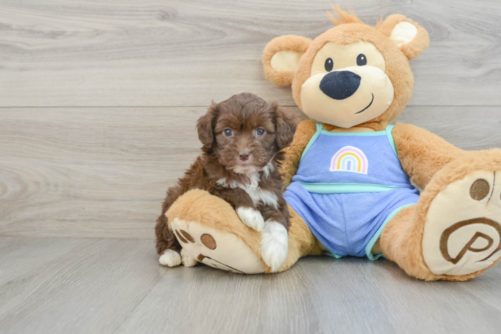 Small Mini Aussiedoodle Baby