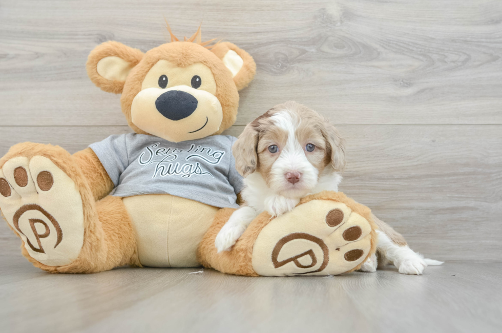 5 week old Mini Aussiedoodle Puppy For Sale - Windy City Pups