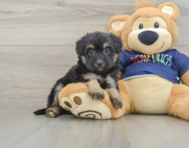 8 week old Mini Aussiedoodle Puppy For Sale - Windy City Pups