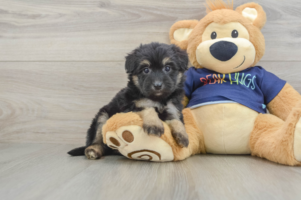 7 week old Mini Aussiedoodle Puppy For Sale - Windy City Pups