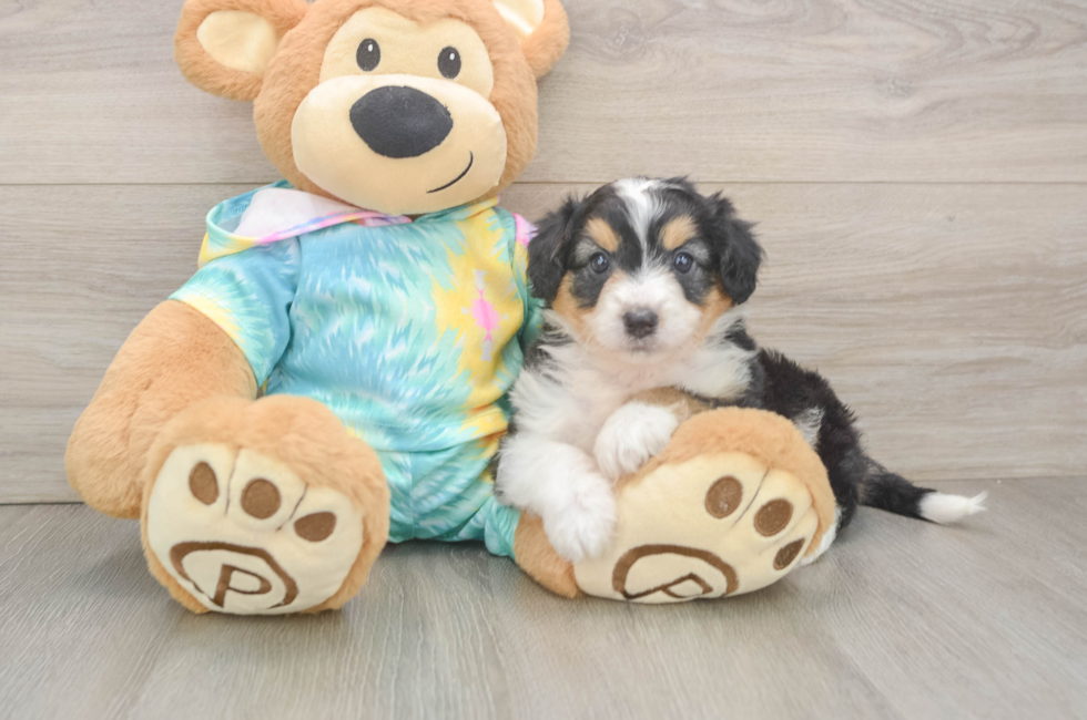 5 week old Mini Aussiedoodle Puppy For Sale - Windy City Pups
