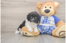 Best Mini Aussiedoodle Baby