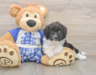 8 week old Mini Aussiedoodle Puppy For Sale - Windy City Pups