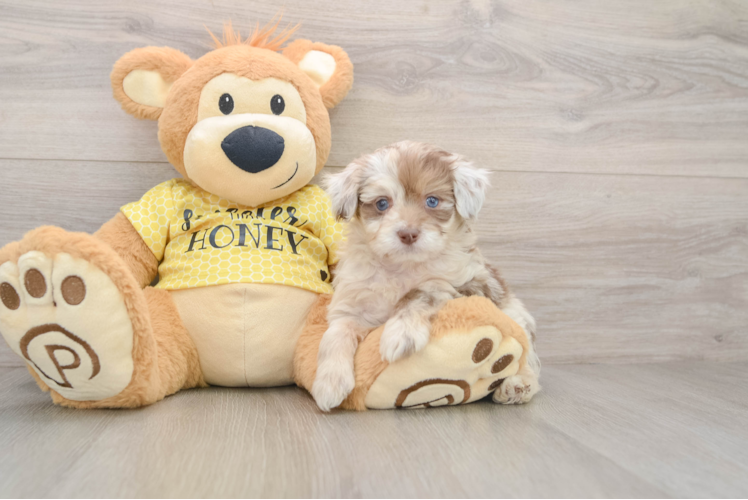 Little Mini Aussiepoo Poodle Mix Puppy