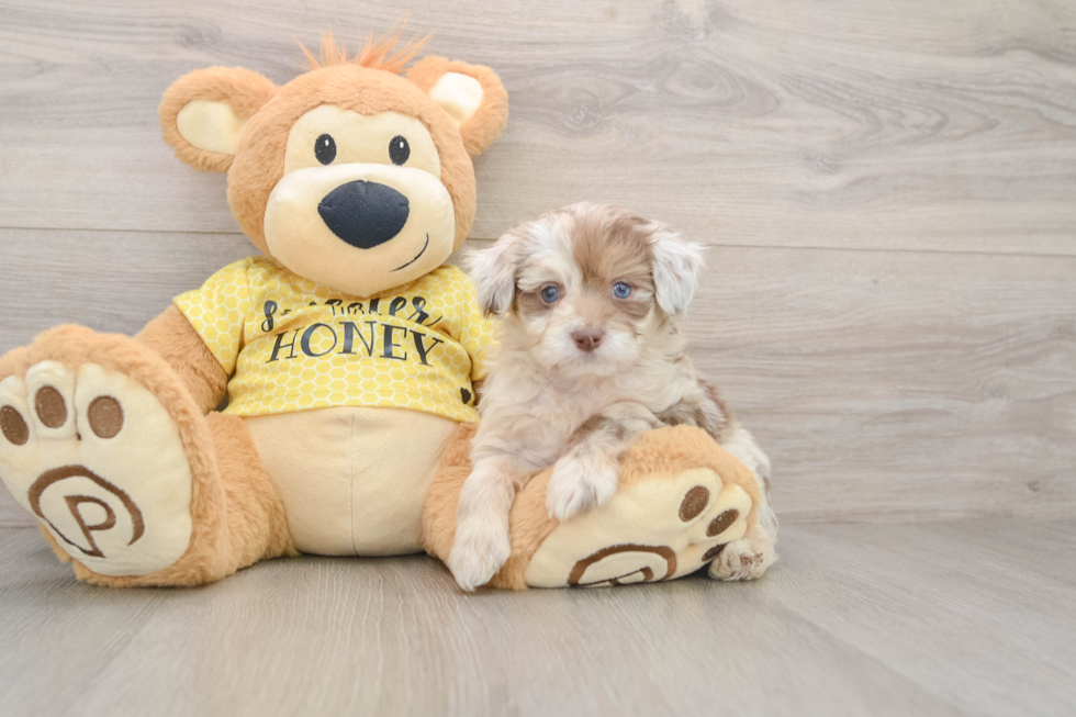 Little Mini Aussiepoo Poodle Mix Puppy