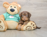 9 week old Mini Aussiedoodle Puppy For Sale - Windy City Pups