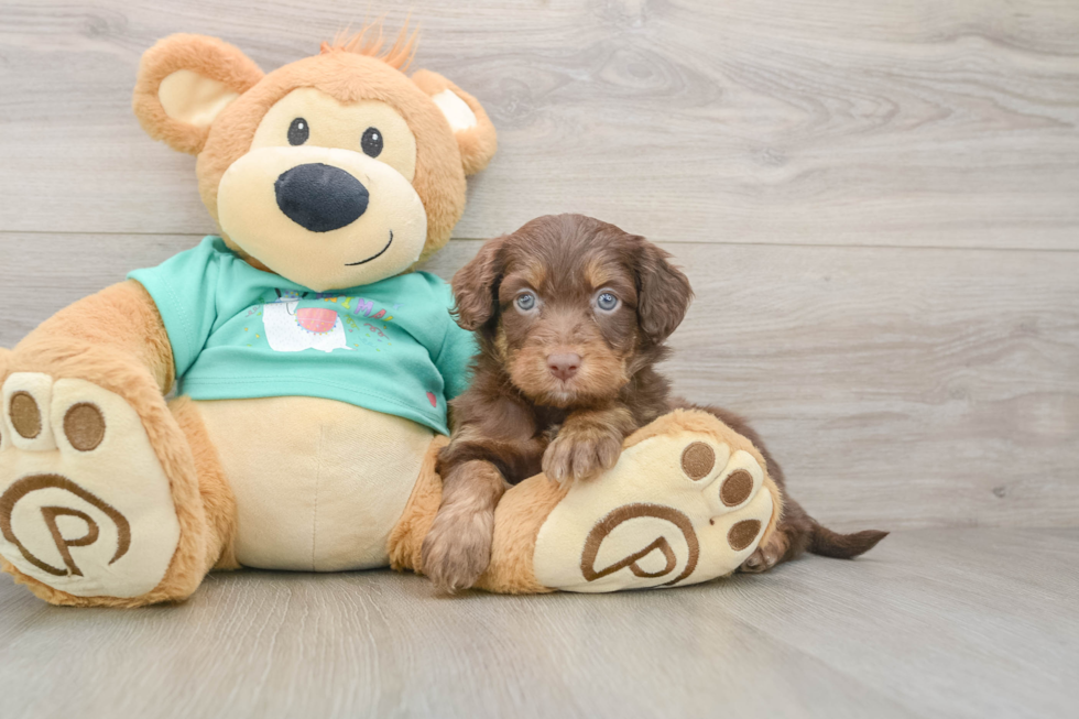 Best Mini Aussiedoodle Baby