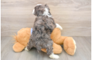 Best Mini Aussiedoodle Baby