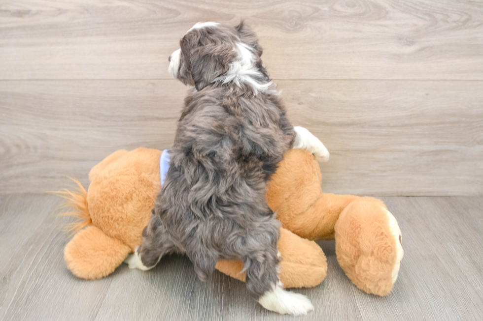 Best Mini Aussiedoodle Baby