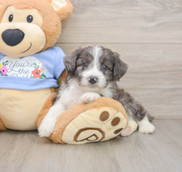 8 week old Mini Aussiedoodle Puppy For Sale - Windy City Pups