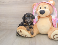 9 week old Mini Aussiedoodle Puppy For Sale - Windy City Pups