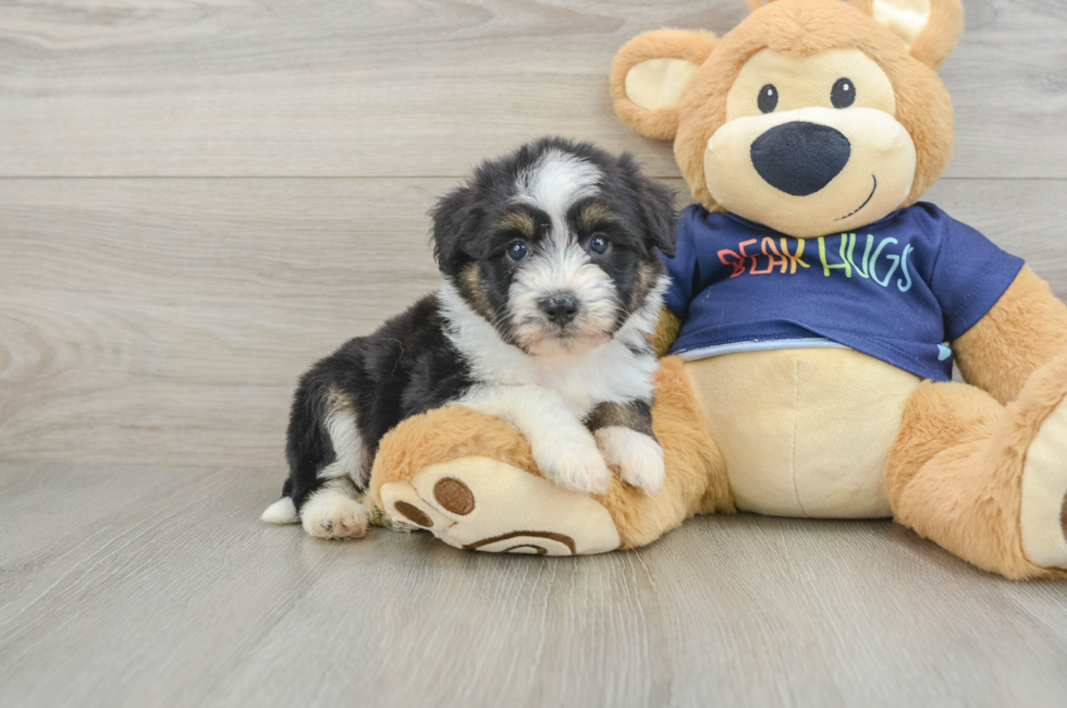 7 week old Mini Aussiedoodle Puppy For Sale - Windy City Pups